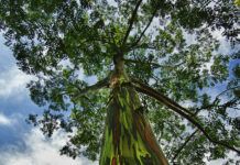 El Árbol más Colorido del Mundo