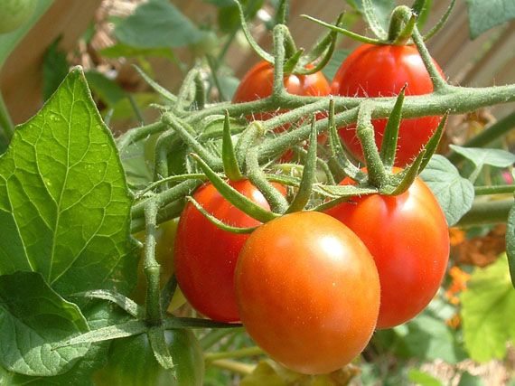 Como cultivar tomate