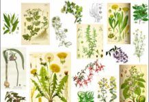 6 Plantas Medicinales que puedes Cultivar en Casa