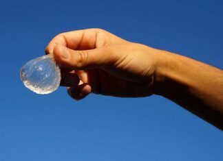 Plantas Nativas: El Secreto para Ahorrar Agua en Tu Jardín Ohoo la botella comestible