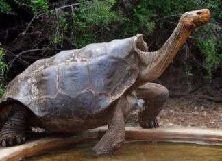 Las 10 especies de tortugas más famosas y a la vez en peligro de extinción.