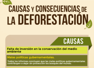 La deforestación: causas y consecuencias