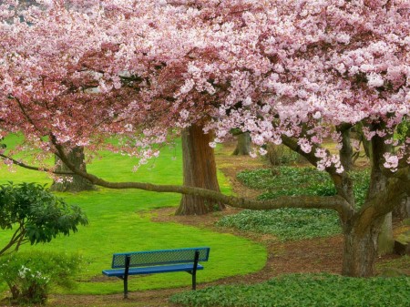 Primavera en Washington