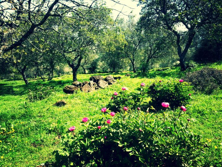 Entorno natural de la ruta de la rosa de Alejandría en primavera