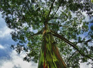 El Árbol más Colorido del Mundo