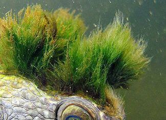 La Tortuga Punk. La Especie Más Cool del Río Mary en Peligro de Extinción Tortuga Punk