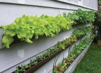 Huerto en casa: 5 verduras fáciles de plantar