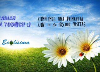 Ecolísima cumple un añito lleno de éxitos El blog de ecolísima cumple un año