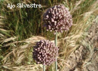 Plantas silvestres medicinales y comestibles a nuestro alcance Ajo silvestre