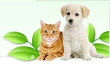 Productos Ecológicos para Mascotas