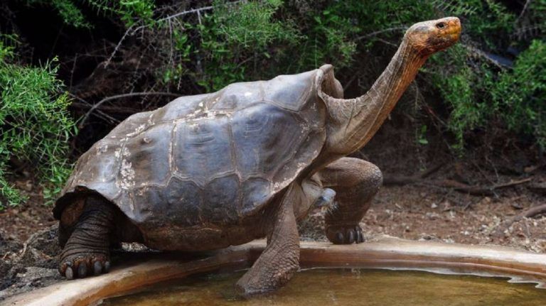 Las 10 especies de tortugas más famosas y a la vez en peligro de extinción.