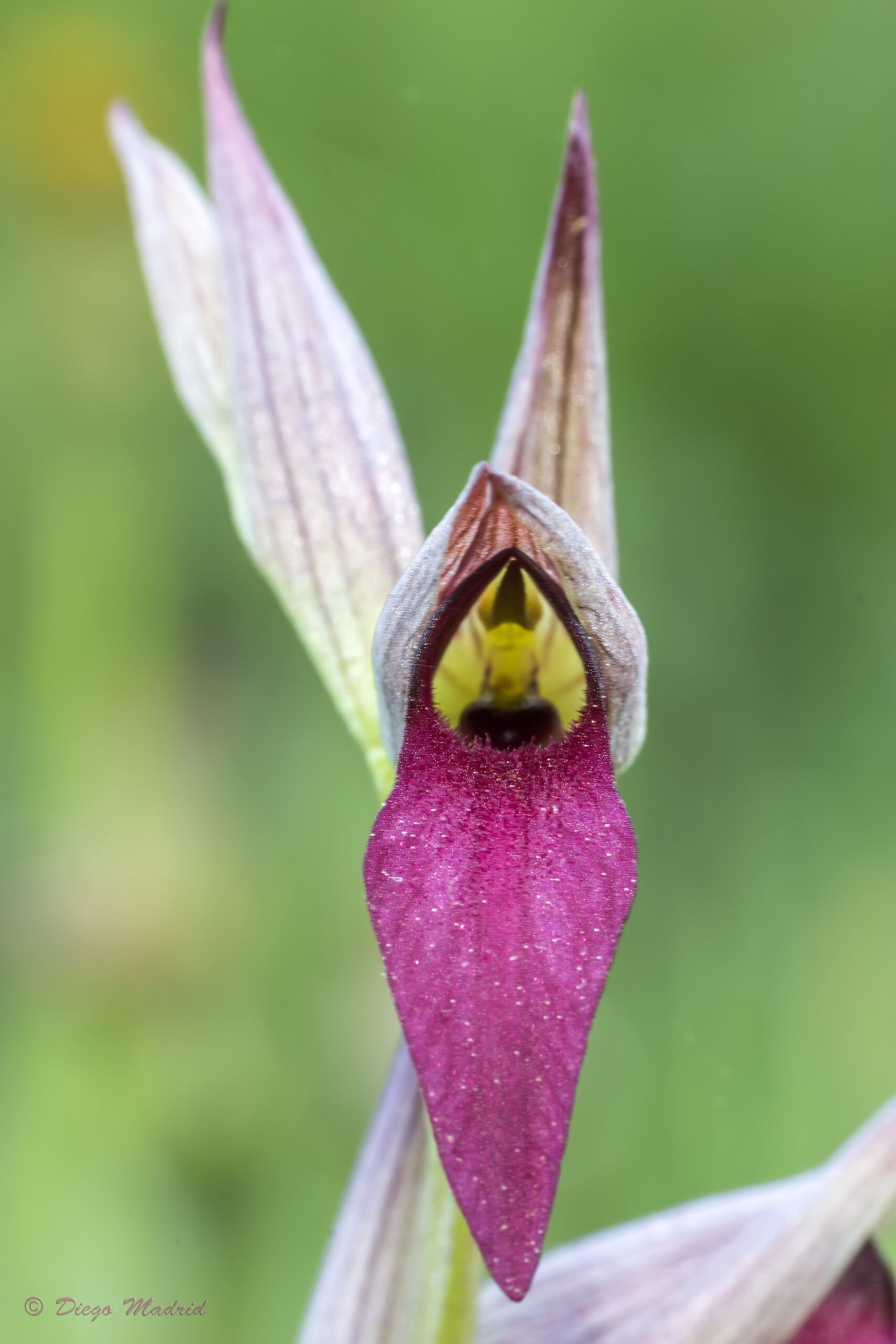 Detalle de la flor de la orquídea Serapias lingua